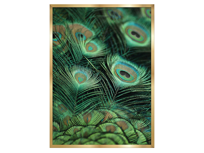 Obraz Peacock 2 50x70 cm