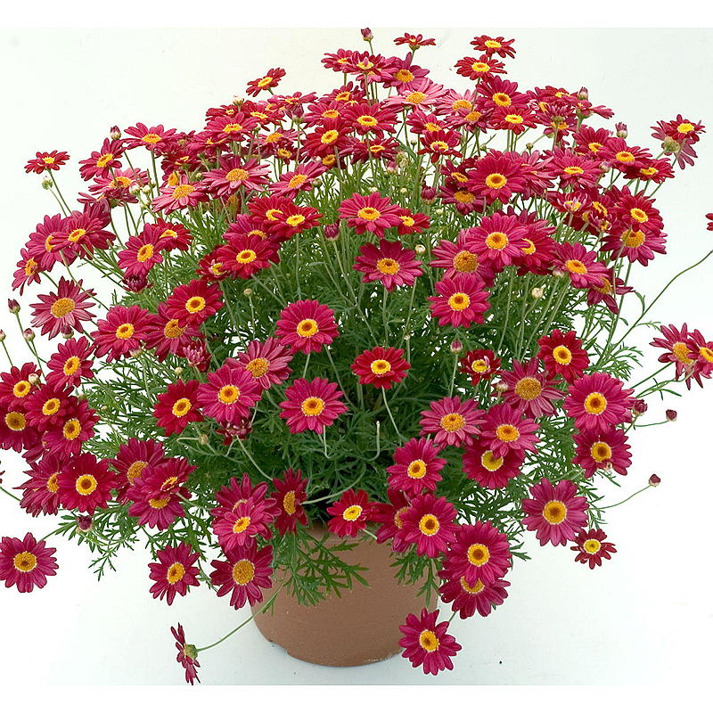 Tusenfrydrød P12, Argyranthemum