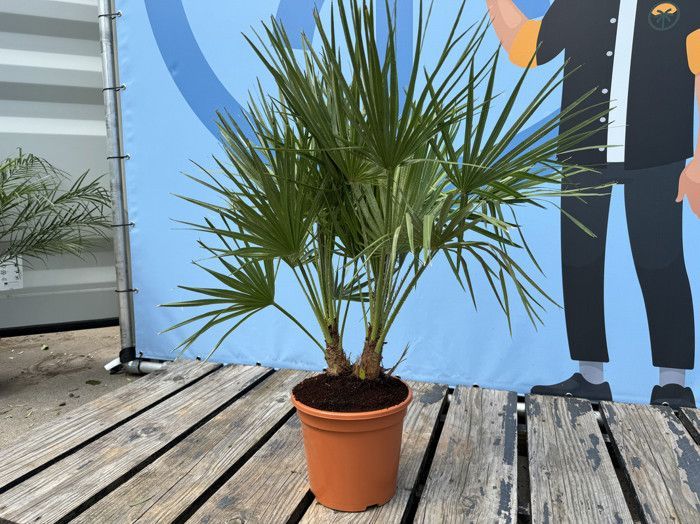 Palmier Européen en Éventail - Plant - Arbre à Feuillage Persistant - Palmier - 80 cm de Hauteur avec Pot - Arbre - Buisson