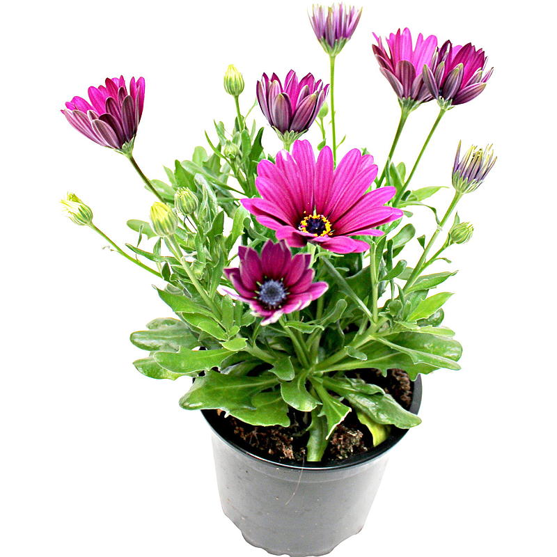 Spansk marguerit P19, busk