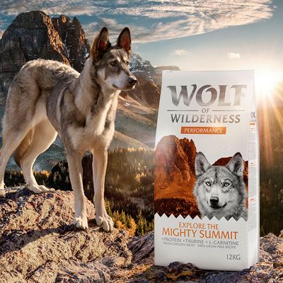 Wolf of Wilderness „Explorează Puternicul Summit” - Spectacol
