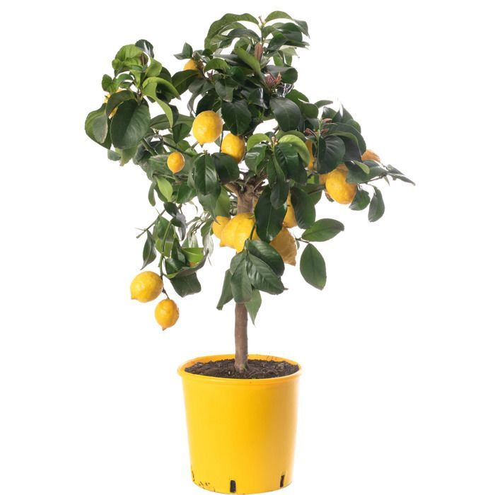 Large citrus lemon tree. Grow your own fruit at home, indoors or in the outdoor garden.
