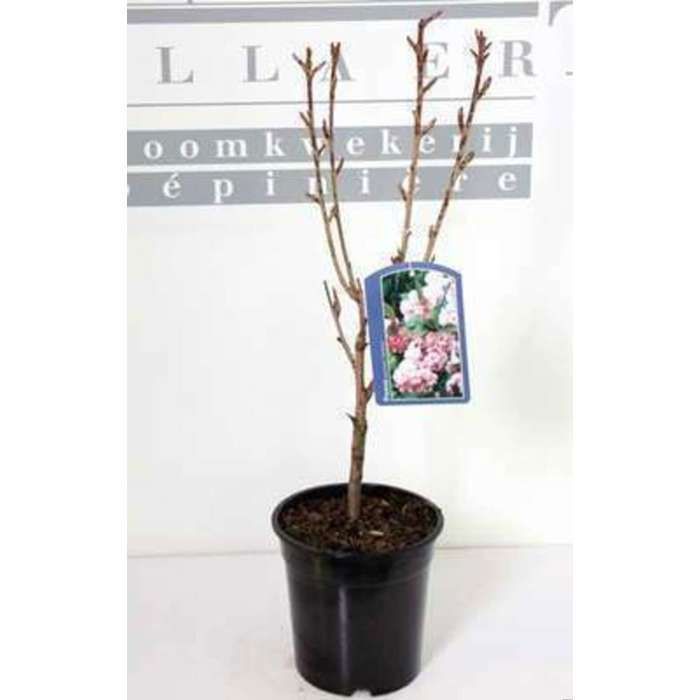 Prunus serr. 'Kanzan' - Cerisier Du Japon , Cérisier À Fleurs Japonnais 60- 80 cm en pot
