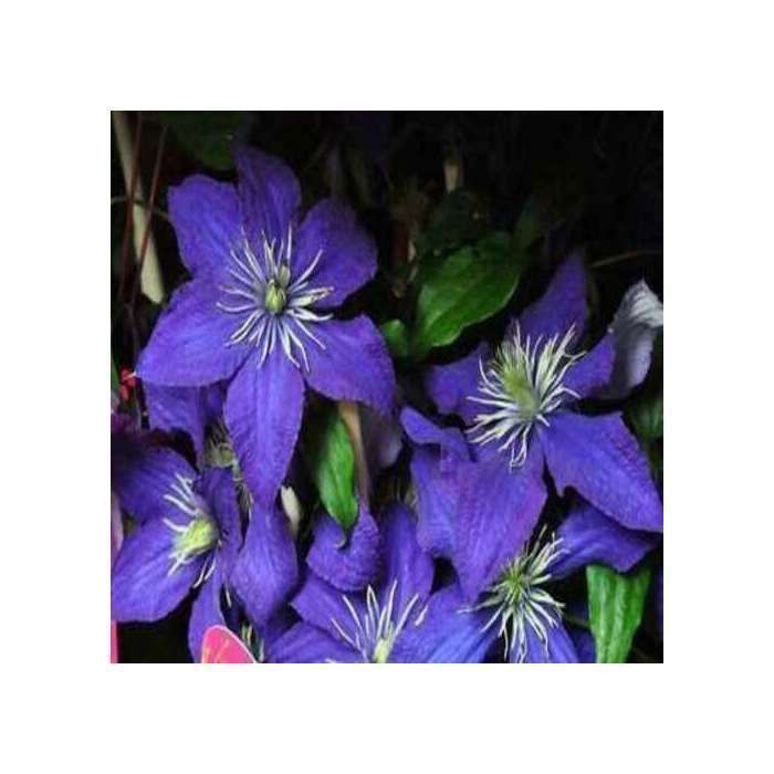 Clematis híbrida 'Rhapsody' - Clematis 'Rhapsody' 50-60 cm | maceta