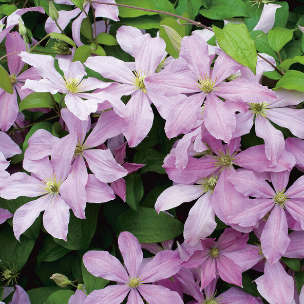 Clematis Waldrebe, set de 3