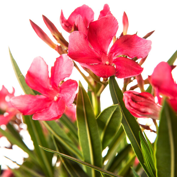 Τρίο Oleander Busch