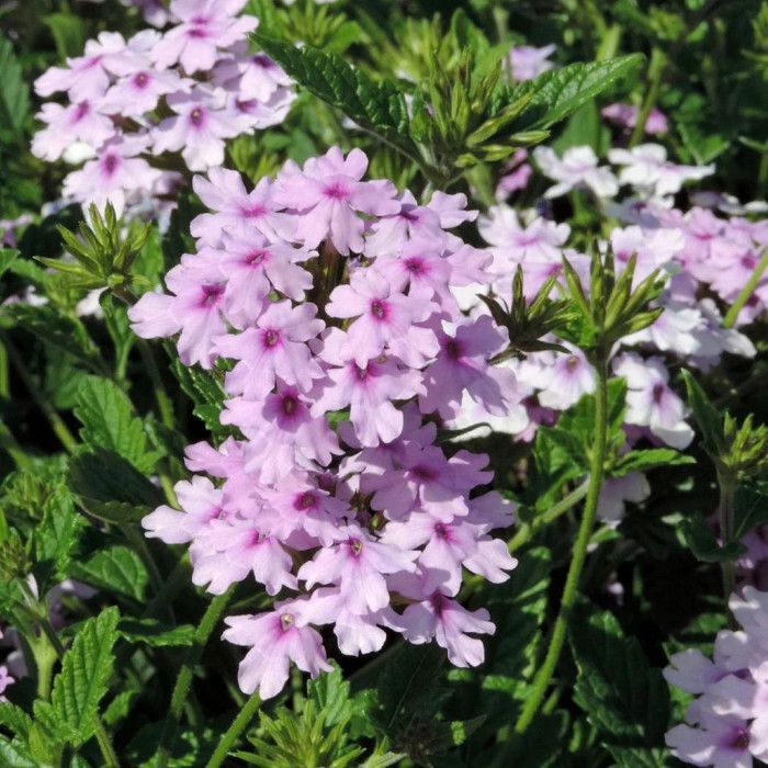Verbena Seabrook's Lavendel