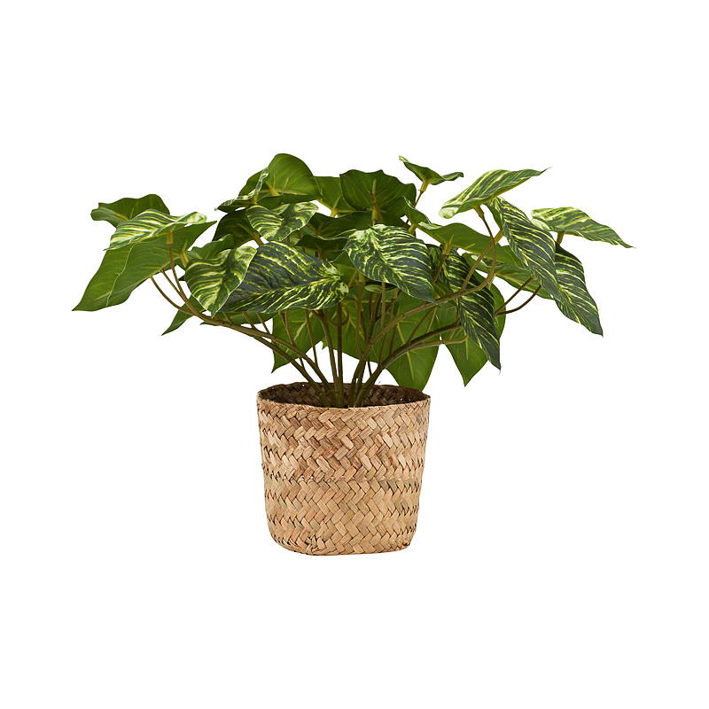 Hjem Grønn plante 25 cm med kurv