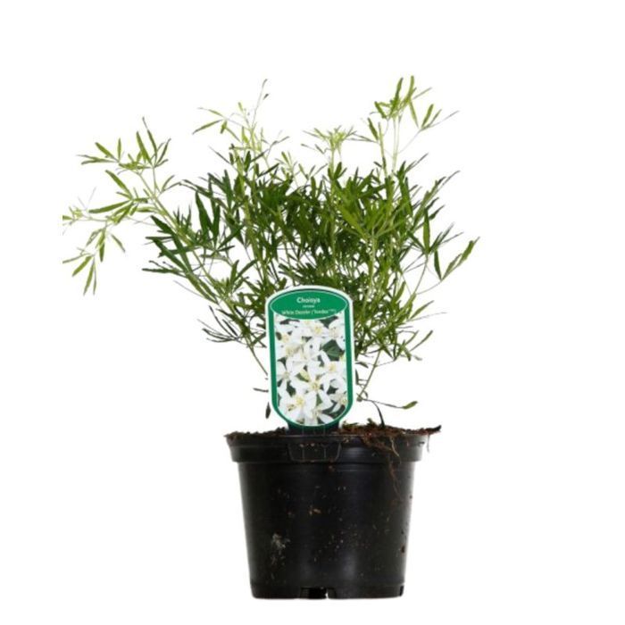 Flor de naranjo mexicana - Choisya Ternata White Dazzler 30cm