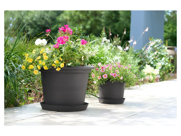 PARKSIDE® Növénycserép szószos növényekkel, 28 cm