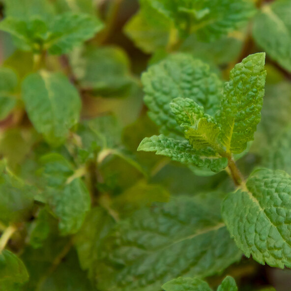 Gartenminzen-Trio Club Cuba-Mentha
