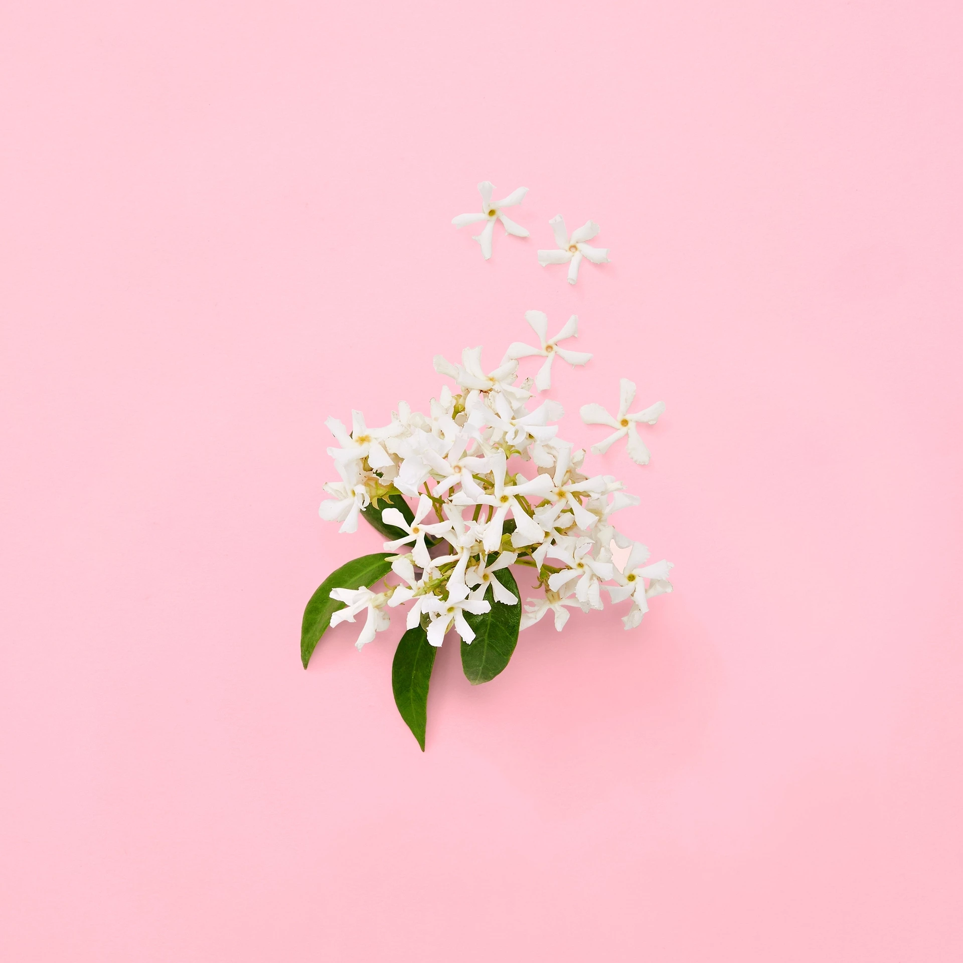 Flora Gorgeous Gardenia EDP 50 ml - Gucci