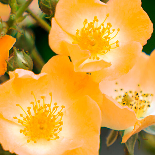 Oracol Rose