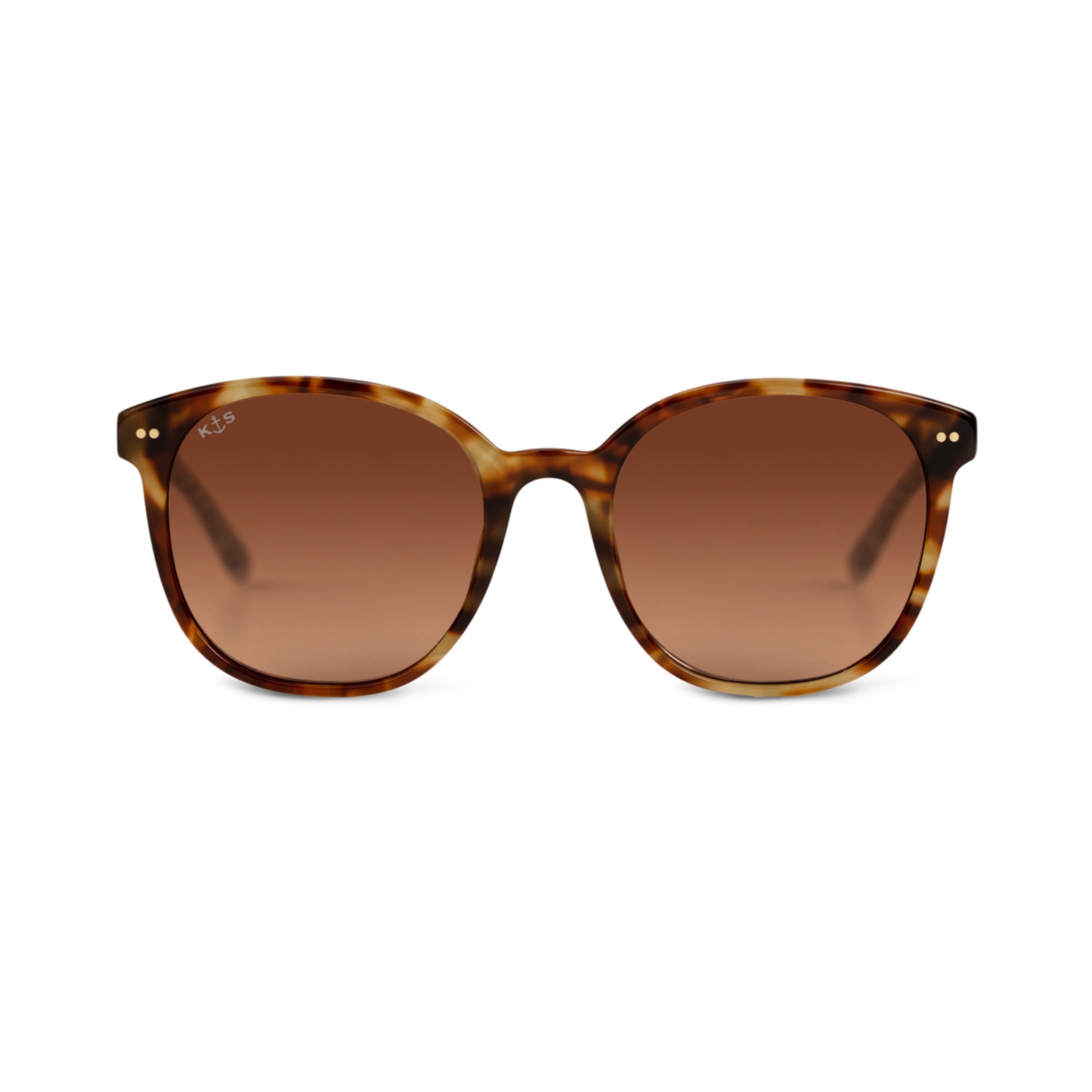 Tortue brune de Nairobi Havana