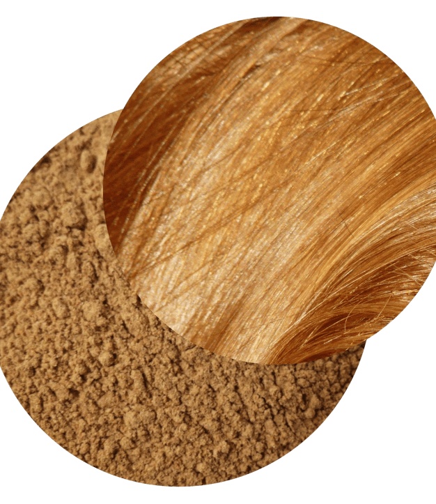 Rhapontic – Haarfarbe auf pflanzlicher Basis