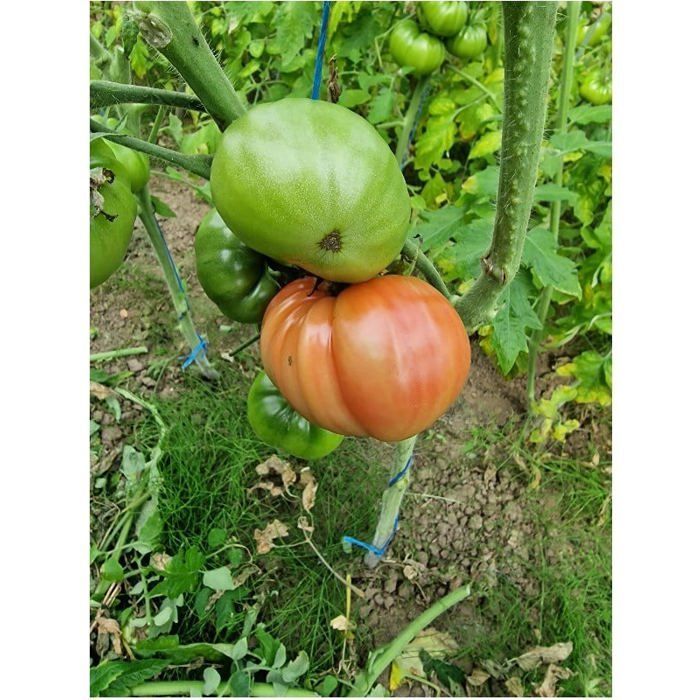 Graine - Semence - Tomate Cerise rouge