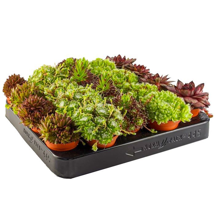 Sempervivum Mix - 5 plants | Hen & Chicks indoor succulents | 5-15cm with pot