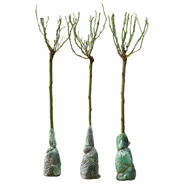 Terrasse-rosestæmmer, 3-personers sæt