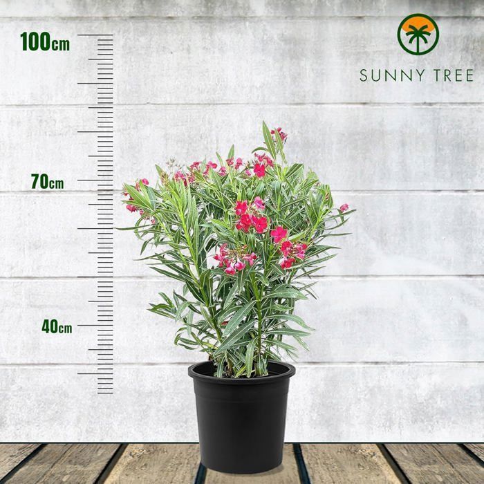 Sunny Tree Arbre à Laurier-Rose Rouge - Nerium Oleander 80-100 cm - Arbre Persistant