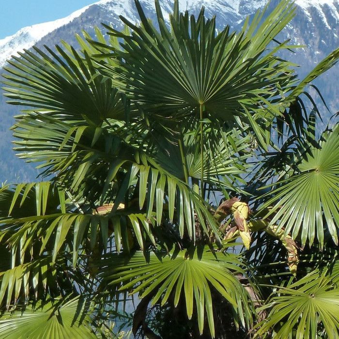 Chinese palm, Trachycarpus