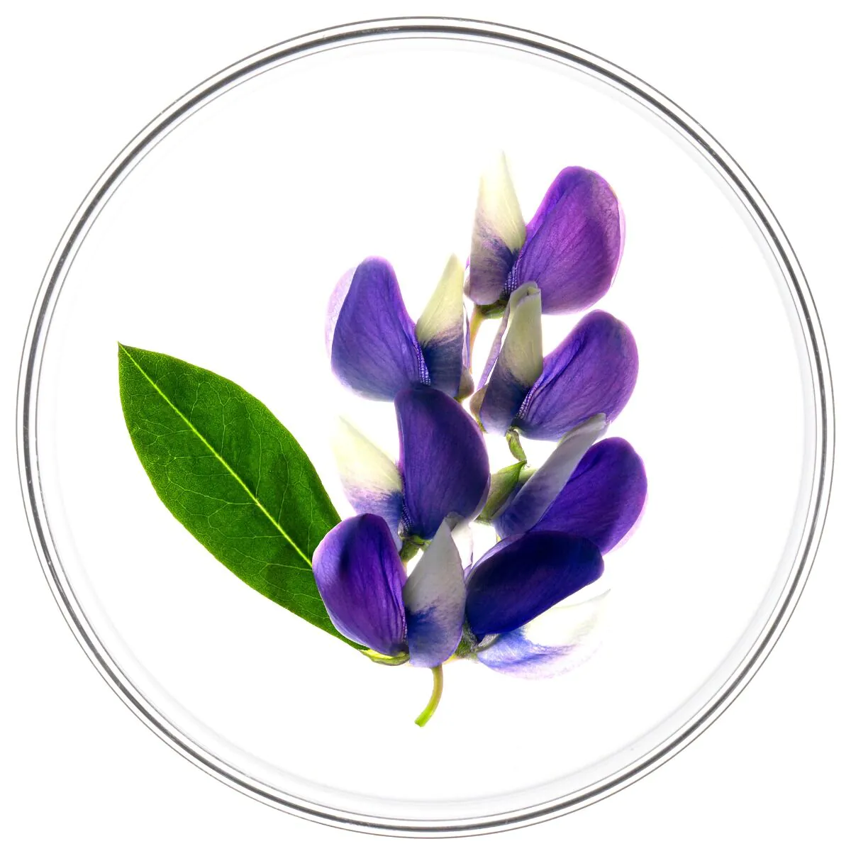Phyto Phytocyane Kuracja przeciw wypadniu włosów dla kobiet