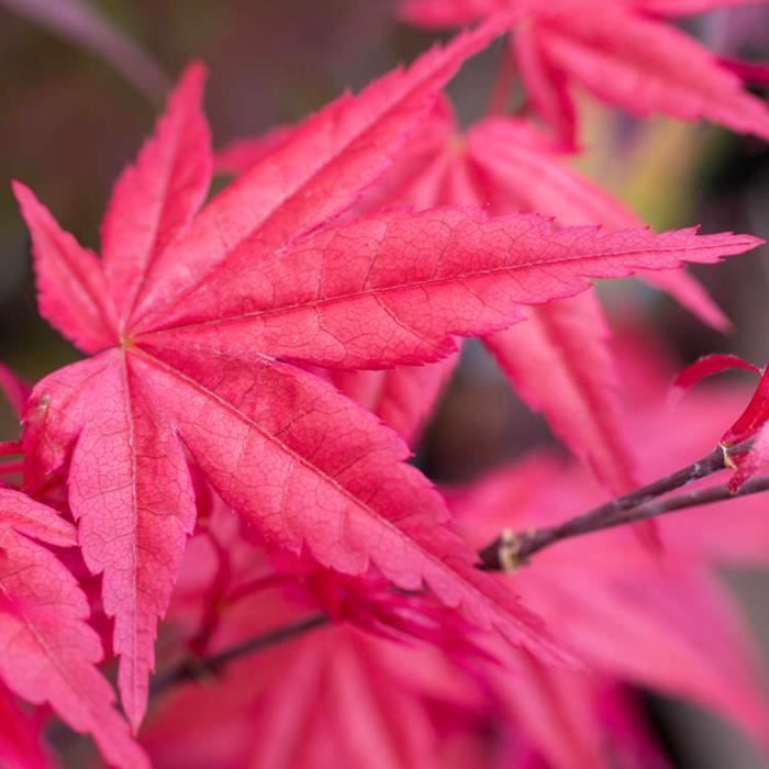 Acer palmatum 