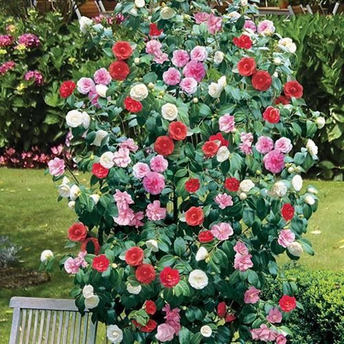 Camélia du Japon (9 cm, Lot de 3) - Arbuste Élégant à Fleurs Rouges, Blanches et Roses