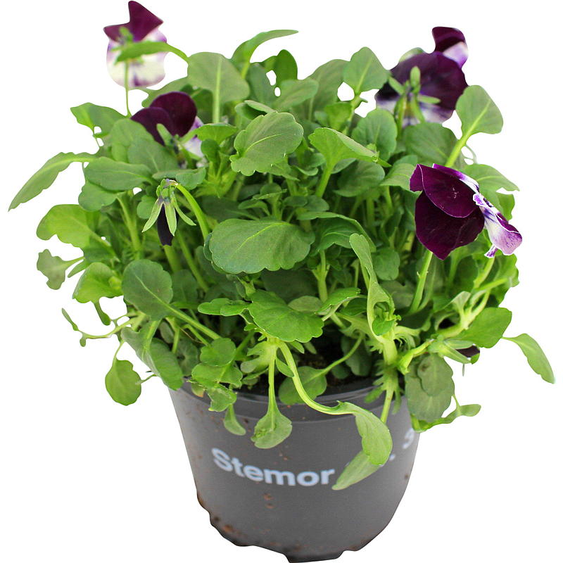 Belle-mère P12, Viola cornuta