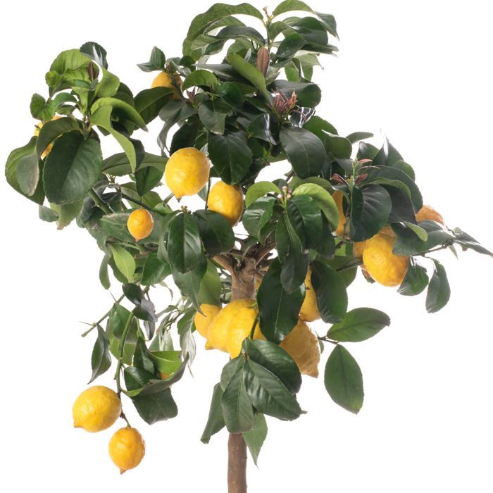 Grand arbre d'agrumes au citron Faites pousser vos propres fruits à la maison, à l'intérieur ou dans le jardin extérieur.