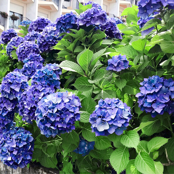 Ορτανσία Bigleaf King Size Blue