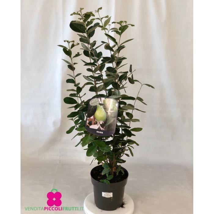 Feijoa plant 'Acca Sellowiana' - pot Ø 17 cm - h. 60-70 cm