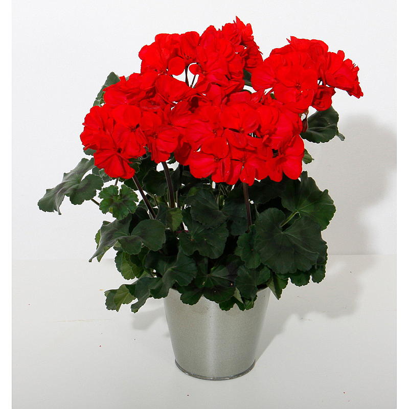 Pelargonium zonale P12