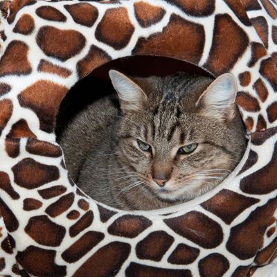 Cuccia per gatti Schilli 2 in 1