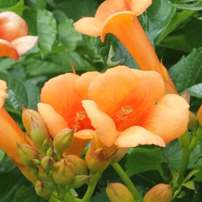 2x Campsis 'Indian Summer' – Rampicante – Tromba rampicante – Resistente – D15 cm – H55-65 cm