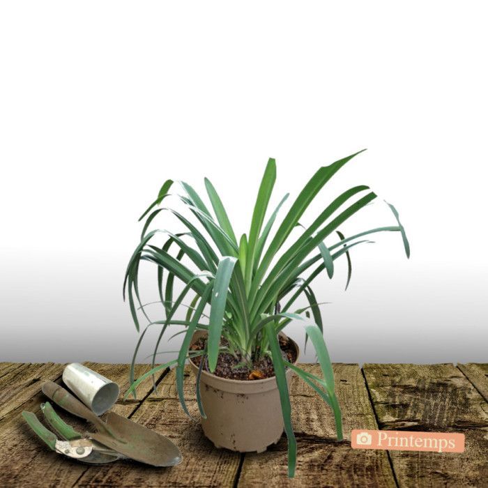 Agapanthe Charlotte®