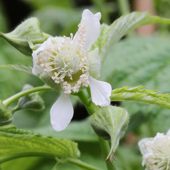 Himbeerpflanzen „Symphonie“, 3er-Set