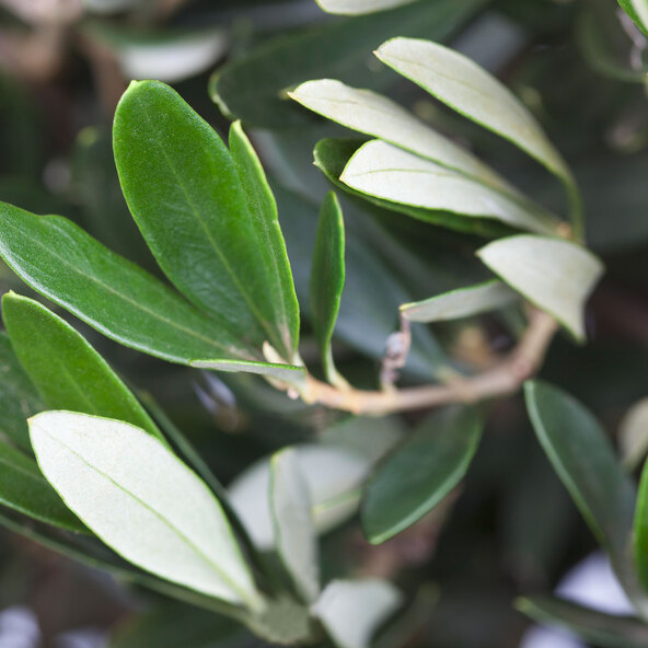 Όλιβενσταμ XXL Olea europaea