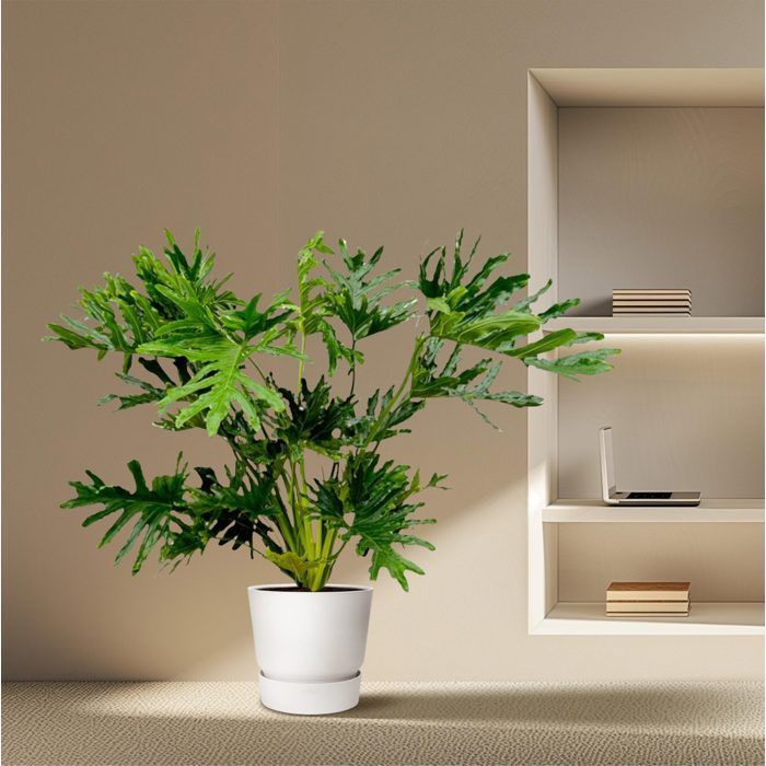Philodendron Selloum en pot Ø27cm. Plante verte type Philodendron Selloum, livrée en pot, idéale pour intérieur lumineux.
