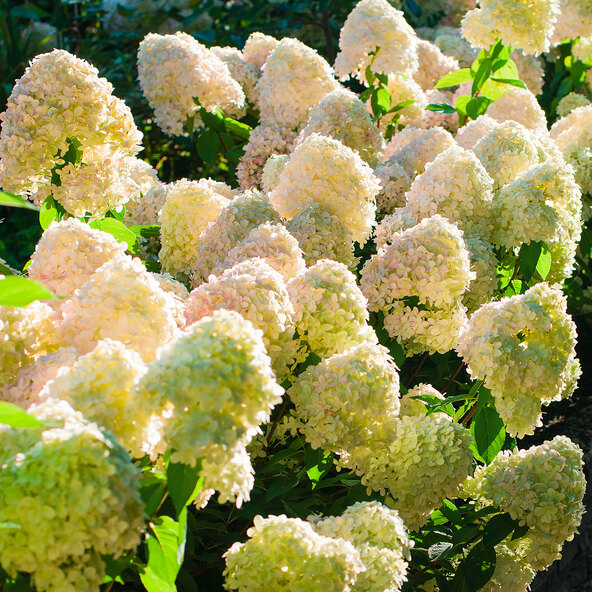 Hortensia Starlight, set om 6