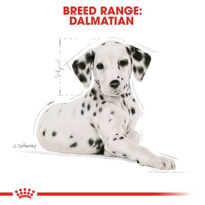Royal Canin Dalmatiner Puppy