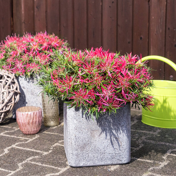 Japanese Azalea Star Style, pink