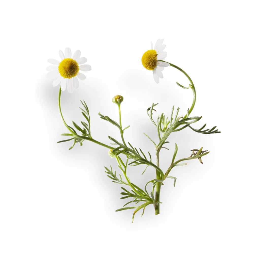 APIVITA Apivita Naturseife mit Kamille 125 g Reinigende und beruhigende Wirkung