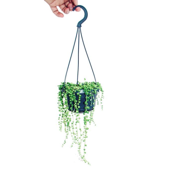 Luz suspensa por uma fita - vaso de Senecio rowleyanus de 14 cm