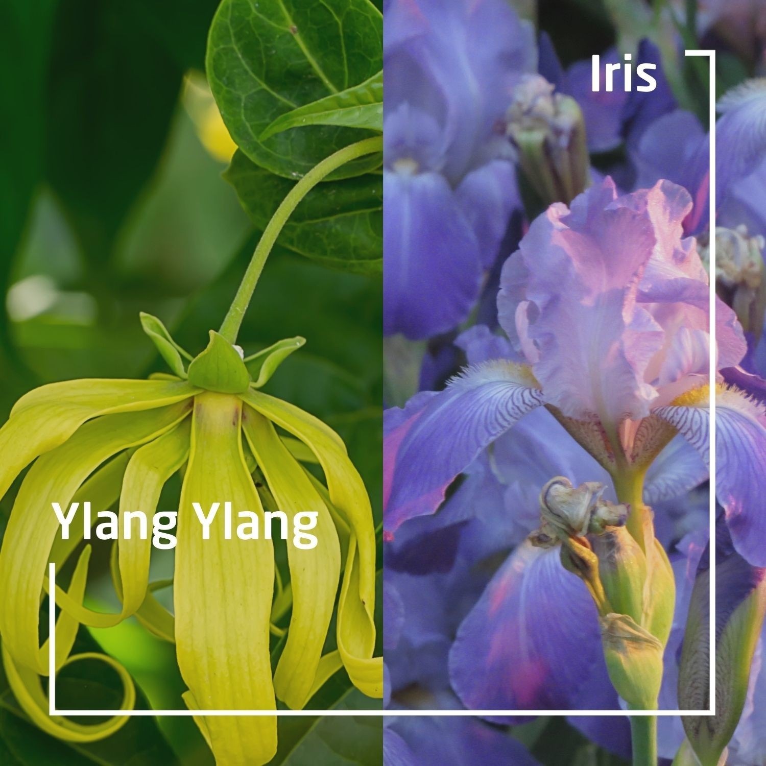 Weleda Douche végétale solide YLANG YLANG + IRIS - 75 gr
