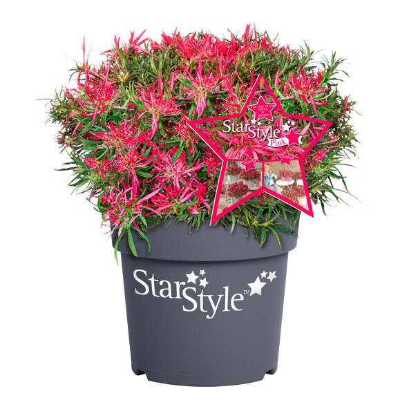 Japansk azalea stjernestil, rosa