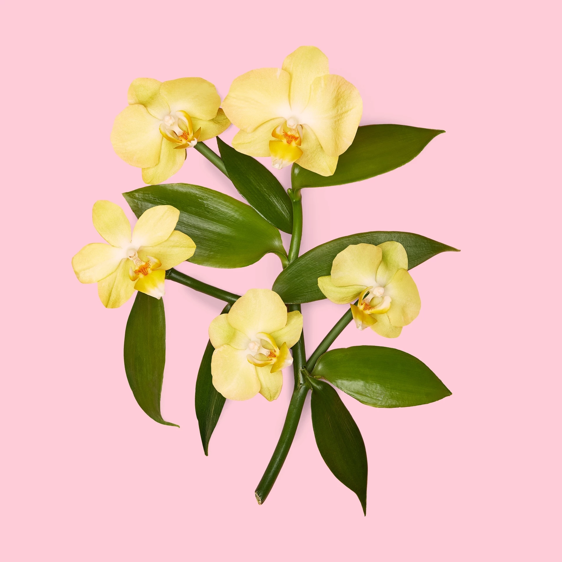 Flora Gorgeous Orchid Eau de Parfum 30 ml - Gucci