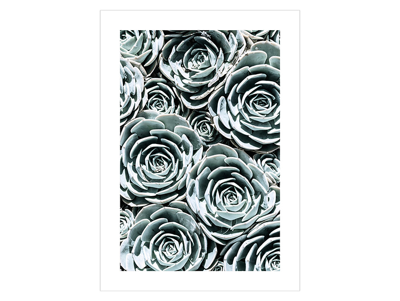 Plakat Sukulent 2 50x70 cm