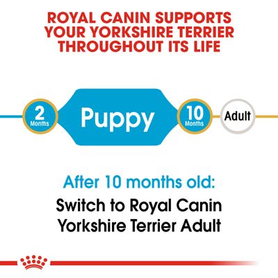 Κουτάβι Royal Canin Yorkshire Terrier