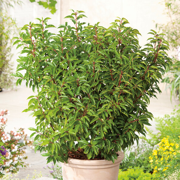 Kirschlorbeer Angustifolia, set 3
