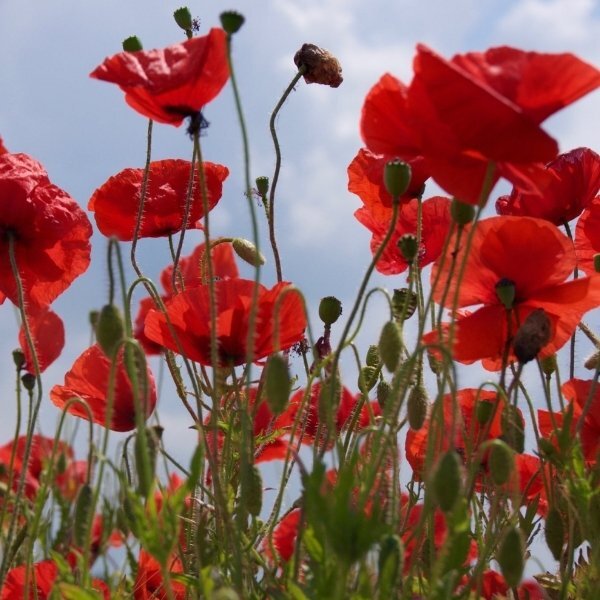 Durance Geurzeep Pretty Poppy 125 g
